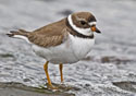 Charadrius semipalmatus